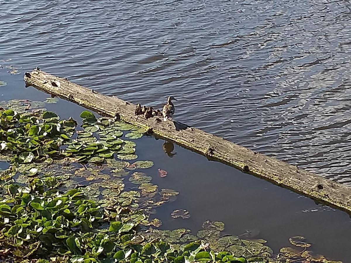 Huisje Aan Het Water, Omgeving Amsterdam Villa Zaandam Eksteriør billede